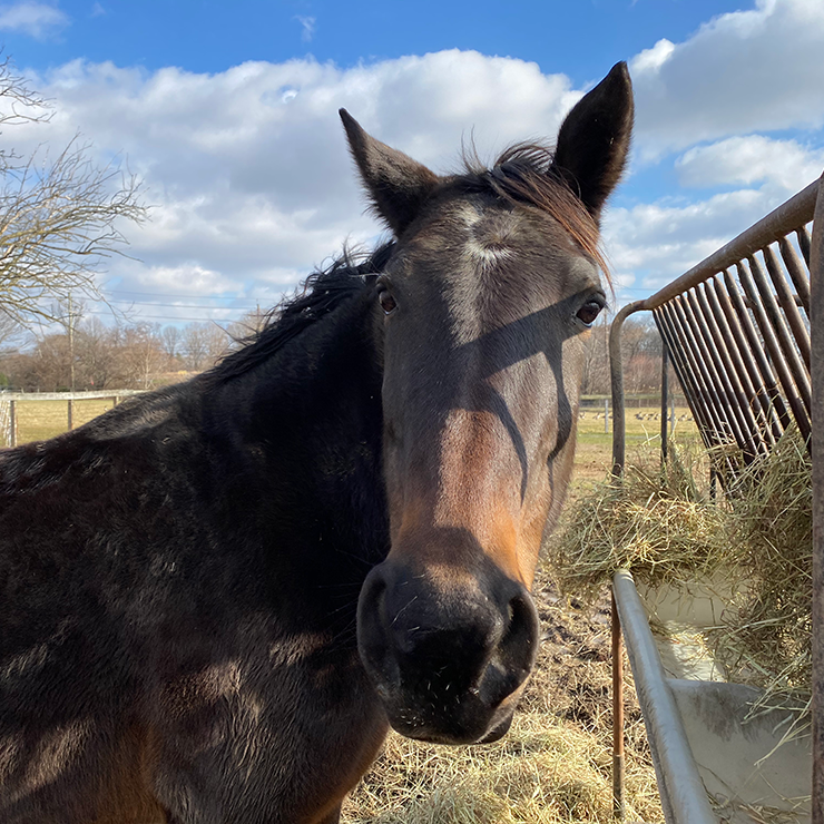Rutgers Young Horse Teaching and Research Program Videos mobile image